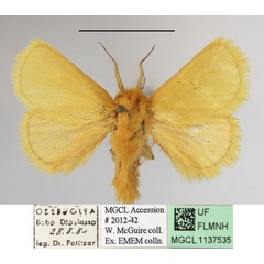 /filer/webapps/moths/media/images/C/confusa_Xanthopteryx_A_MGCLa_02.JPG