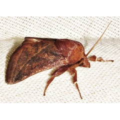 /filer/webapps/moths/media/images/P/perobliqua_Brachypecta_A_Braun_04.jpg