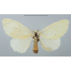 /filer/webapps/moths/media/images/D/dewitzi_Euproctis_AF_TMSA_02.jpg