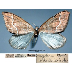 /filer/webapps/moths/media/images/A/albodivisaria_Onychia_HT_SNHM_01_rU5Cpjb.jpg