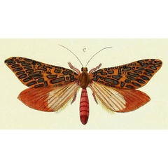 /filer/webapps/moths/media/images/V/venus_Leto_Cramer3_286_C.jpg