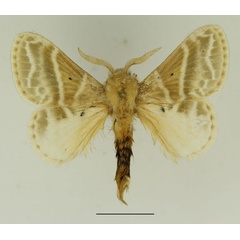 /filer/webapps/moths/media/images/G/gemmata_Eucraera_AM_Basquin_03.jpg