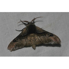 /filer/webapps/moths/media/images/F/fasciata_Gongropteryx_A_Jorpeland.jpg