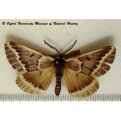 /filer/webapps/moths/media/images/T/thalia_Sabalia_A_OUMNH.jpg