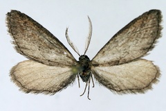 Hebdomophruda hamata