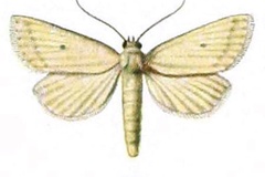 Eublemma caniceps