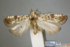 Dactylethrella bryophilella
