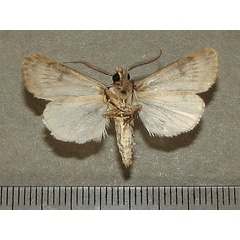 /filer/webapps/moths/media/images/H/hemileuca_Agrotis_A_Goffb_01.jpg