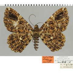 /filer/webapps/moths/media/images/D/dargei_Xylopteryx_HT_ZSMa.jpg