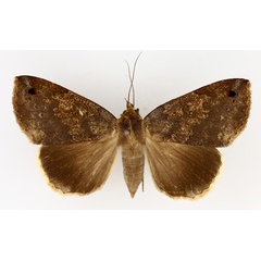 /filer/webapps/moths/media/images/T/tumiditermina_Ophiusa_AF_TMSA_02.jpg