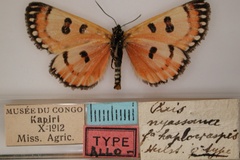 Brephos haplocraspis