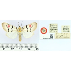 /filer/webapps/moths/media/images/B/barnsi_Diaphone_HT_BMNH.jpg