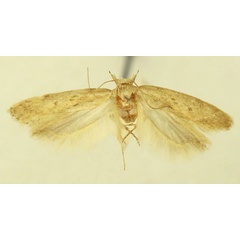 /filer/webapps/moths/media/images/A/asiri_Scrobipalpa_HT_LNK.jpg