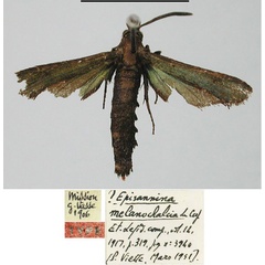 /filer/webapps/moths/media/images/M/melanochalcia_Episannina_HT_MNHN.jpg