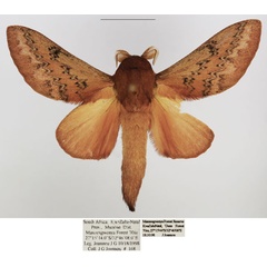/filer/webapps/moths/media/images/P/pallens_Pallastica_AM_TMSA_01.jpg