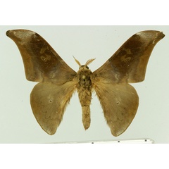 /filer/webapps/moths/media/images/N/nigrescens_Orthogonioptilum_AM_Basquin.jpg
