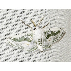 /filer/webapps/moths/media/images/T/tarachodes_Chionopora_A_Braun_02.jpg