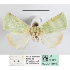 /filer/webapps/moths/media/images/P/phoenicochlora_Lophocrama_A_MGCL_01.JPG
