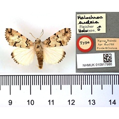 /filer/webapps/moths/media/images/E/eudela_Halochroa_HT_BMNH.jpg