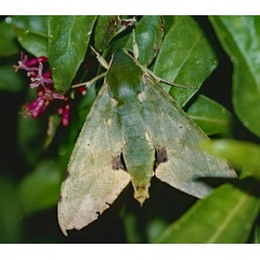 /filer/webapps/moths/media/images/M/megaera_Euchloron_A_Roland_01.jpg