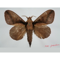 /filer/webapps/moths/media/images/G/guineanum_Streblote_AM_Alberta_01.jpg