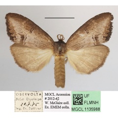 /filer/webapps/moths/media/images/M/macrodonta_Rasemia_AM_MGCLa_01.jpg