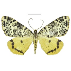 /filer/webapps/moths/media/images/T/tricoloraria_Rhodochanna_AM_RMCA.jpg