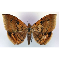 /filer/webapps/moths/media/images/M/macronephra_Achaea_AT_RMCA_03.jpg