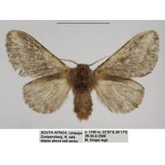 /filer/webapps/moths/media/images/P/parva_Sena_AF_TMSA_01.jpg