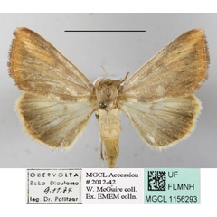 /filer/webapps/moths/media/images/A/affinis_Adisura_A_MGCLa_02.JPG