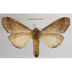 /filer/webapps/moths/media/images/V/viridipulverea_Chlorochadisra_A_MGCLb_01.JPG