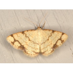 /filer/webapps/moths/media/images/A/aridata_Lomographa_M_Heyns_01.jpg