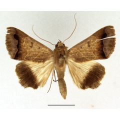 /filer/webapps/moths/media/images/G/grandidieri_Ophiusa_AM_Basquin.jpg