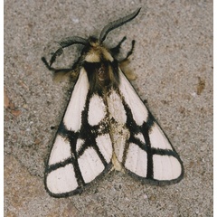 /filer/webapps/moths/media/images/R/reticulata_Anaphe_A_Roland_01_fpBQjb4.jpg