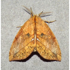 /filer/webapps/moths/media/images/O/ogovensis_Paratrotonotus_M_Bergsma.jpg