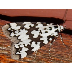 /filer/webapps/moths/media/images/S/strabonis_Sommeria_A_Grobler.jpg