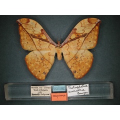 /filer/webapps/moths/media/images/A/aurata_Pselaphelia_HT_RMCA_01.jpg