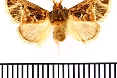 Zinara nervosa