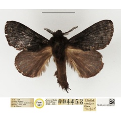 /filer/webapps/moths/media/images/C/craterum_Streblote_PTM_NHMUK_01.jpg
