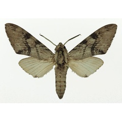 /filer/webapps/moths/media/images/J/jordani_Pantophaea_AM_Basquin_01.jpg