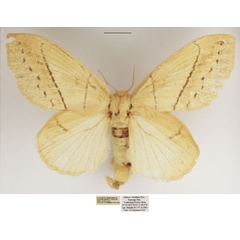 /filer/webapps/moths/media/images/R/rufescens_Philotherma_AF_TMSA.jpg