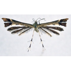 /filer/webapps/moths/media/images/B/bullifera_Eucapperia_A_NHMO.jpg