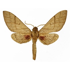 /filer/webapps/moths/media/images/B/basalis_Neoclanis_AM_Basquin_02.jpg