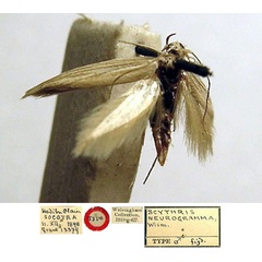 /filer/webapps/moths/media/images/N/neurogramma_Scythris_HT_BMNH_83sO0Cu.jpg