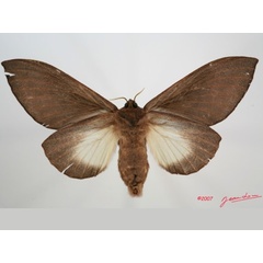 /filer/webapps/moths/media/images/I/immunda_Pachymeta_AF_Albertb_01.jpg