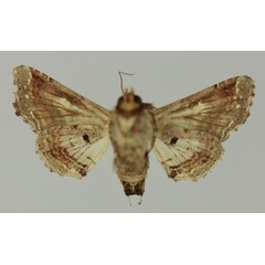 /filer/webapps/moths/media/images/G/gaedei_Eutelia_AF_MNHNb.jpg
