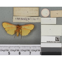/filer/webapps/moths/media/images/E/erythropleura_Lithosia_HT_BMNHb.jpg