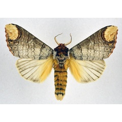 /filer/webapps/moths/media/images/I/imitata_Phalera_AM_NHMO.jpg