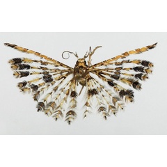 /filer/webapps/moths/media/images/M/malawica_Alucita_HT_BMNH.jpg