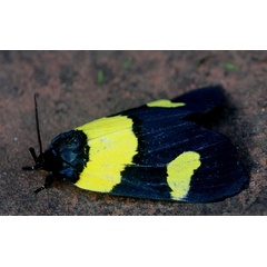 /filer/webapps/moths/media/images/L/laetepicta_Eligma_A_King_02.jpg